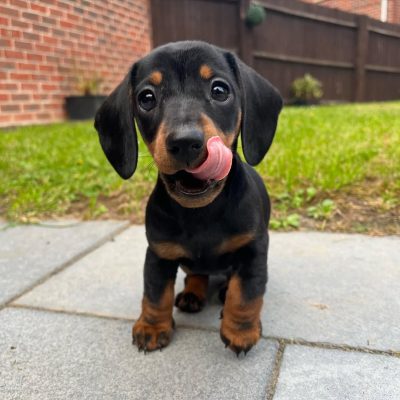 Myla Female Doxie..