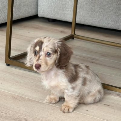 Sky Dachshund