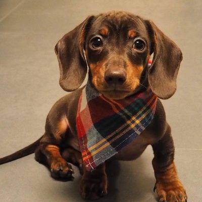 Weenie,.,,,